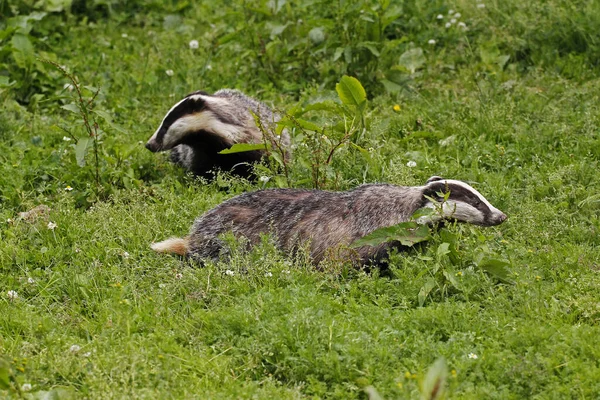 Badger Eropa Meles Meles Pasangan Berdiri Grass Normandia — Stok Foto