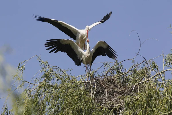 白色的Stork Ciconia Ciconia Pair Mating Alsace France — 图库照片