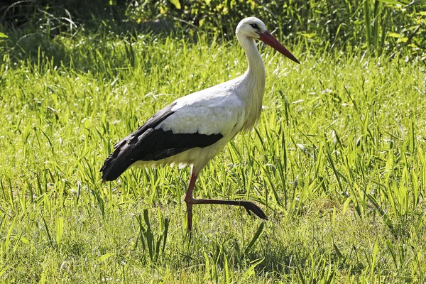 White Stork Ciconia Ciconia Alsace France — 스톡 사진