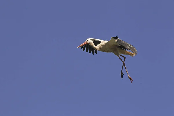 Weißstorch Ciconia Ciconia Erwachsener Flug Elsass Frankreich — Stockfoto