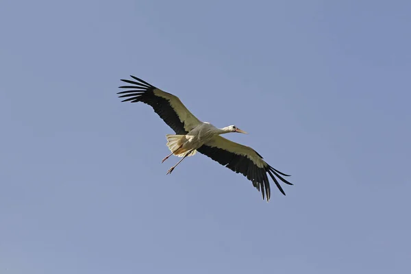 White Stork Ciconia Ciconia Adult Flight Alsace France — Stock Photo, Image