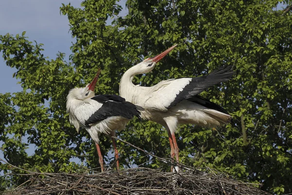 白色的Stork Ciconia Ciconia Pair Standing Nest Courtship Showing Alsace France — 图库照片