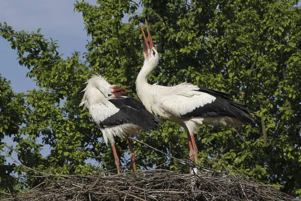 White Stork Ciconia Ciconia Ζευγάρι Όρθιο Στη Φωλιά Ερωτοτροπία Έκθεμα — Φωτογραφία Αρχείου