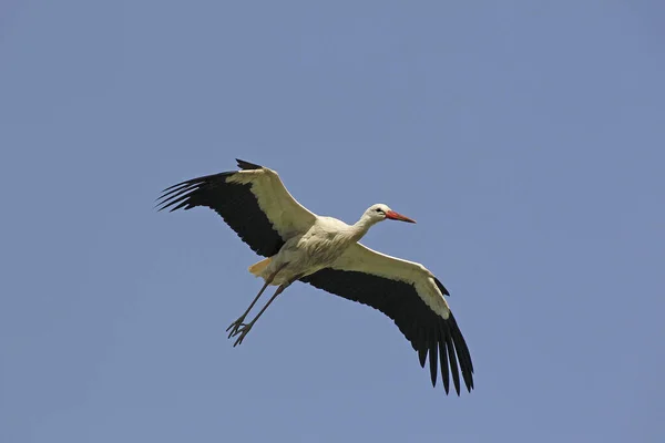 白色的Stork Ciconia Ciconia Adult Flight Alsace France — 图库照片