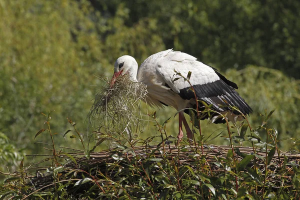 White Stork Ciconia Ciconia Adult Carrying Nesting Materiel Beak Alsace — Stock Photo, Image
