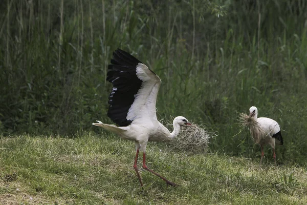 White Stork Ciconia Ciconia Adult Flight Carrying Nesting Materiel Beak — 스톡 사진