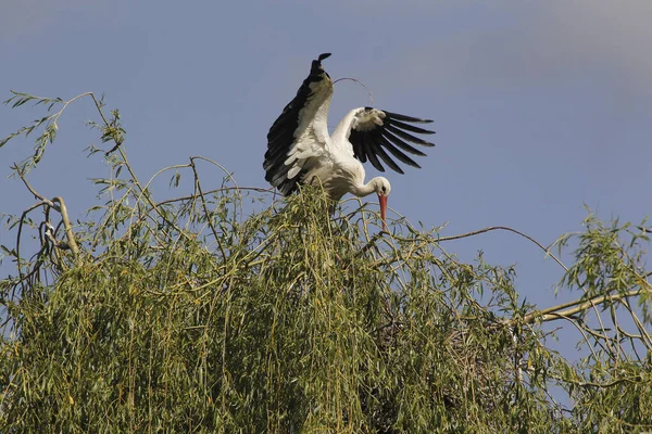 White Stork Ciconia Ciconia Alsasko Francii — Stock fotografie