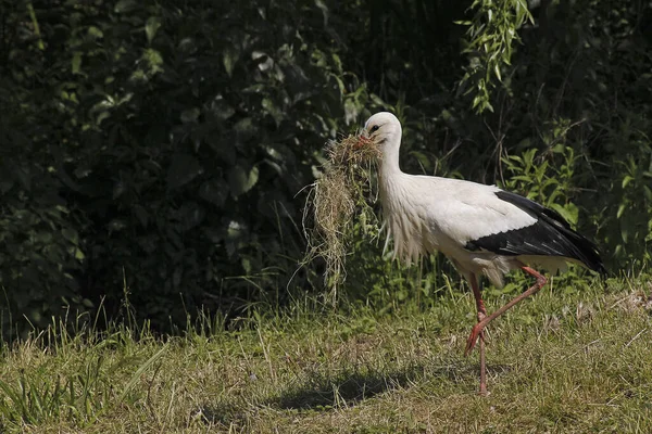 White Stork Ciconia Ciconia Adult Carrying Nesting Materiel Beak Alsace — Stock fotografie