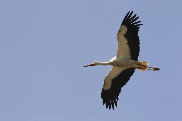 White Stork Ciconia Ciconia Adult Flight Alsace France — Stock Photo, Image