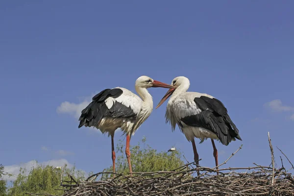 Weißstorch Ciconia Ciconia Paar Steht Auf Nest Elsass Frankreich — Stockfoto
