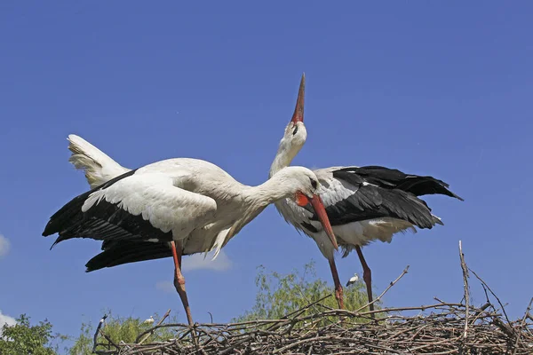 White Stork Ciconia Ciconia Ζευγάρι Όρθιο Στη Φωλιά Ερωτοτροπία Έκθεμα — Φωτογραφία Αρχείου