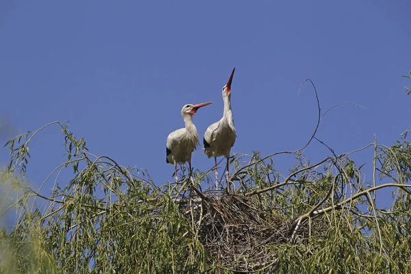 白色的Stork Ciconia Ciconia Pair Standing Nest Courtship Showing Alsace France — 图库照片