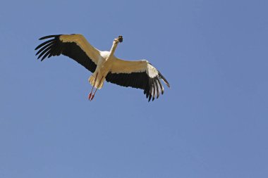 Beyaz Leylek, ağustos böceği, Yetişkin Uçuşu, Fransa 'da Alsace
