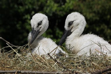 Beyaz leylek, ağustos böceği, yuvadaki piliçler, Fransa 'daki Alsace.