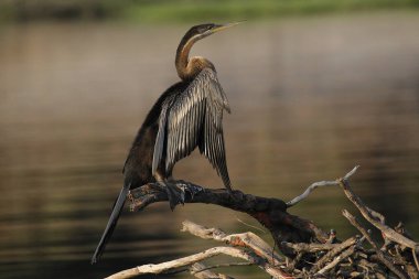 Afrikalı Darter, anmeninga rufa, Güneşte Yetişkin Kuruyan Kanatları, Chobe Nehri, Botswana 'da Okavango Deltası