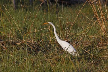 Büyük Beyaz Akbalıkçıl, Egretta Alba, Yetişkin, Moremi Rezervi, Botswana 'daki Okavango Deltası