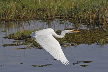 Great White Egret, egretta alba, Adult in Flight, Khwai River, Moremi Reserve, Okavango Delta in Botswana