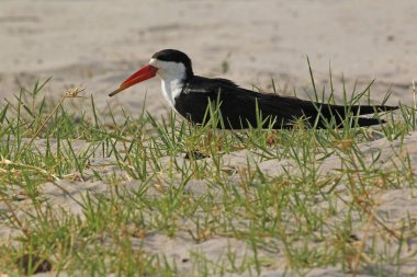 Black Skimmer, rynchop niger, Adult, Chobe Park, Botswana 'da Okavango Delta
