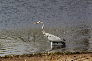 Grey Heron, Ardea Cinerea, Adult Su, Khwai Nehri, Moremi Rezervi, Botswana 'da Okavango Deltası
