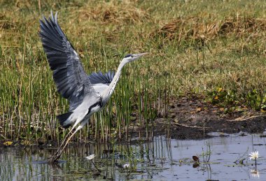 Grey Heron, Ardea Cinerea, Yetişkin Uçuşu, Khwai Nehri 'nden kalkış, Moremi Rezervi, Botswana' daki Okavango Delta