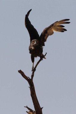 Brown Snake-Eagle, Circaetus cinereus in Flight, Branch, Moremi Reserve, Botswana 'daki Okavango Delta' dan havalanıyor.