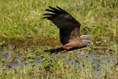 Sarı gagalı uçurtma, Milvus aegyptius, Bataklıktan havalanıyor, Uçuş, Moremi rezervi, Botswana 'daki Okavango Delta