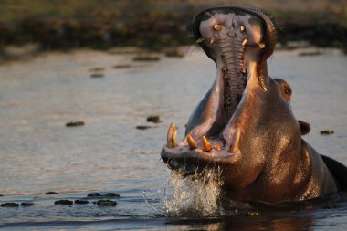 Hippopotamus, hipopotam amfibi, Ağzı açık Yetişkin, Tehdit Ekranı, Khwai Nehri, Moremi rezervi, Botswana 'da Okavango Deltası