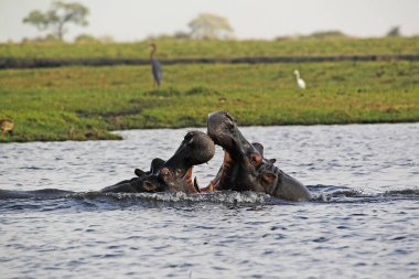 Hippopotam, hipopotam amfibi, Ağzı açık yetişkinler, Tehdit gösterisi, Dövüşme, Chobe Nehri, Botswana 'da Okavango Deltası