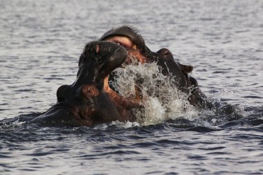 Hippopotam, hipopotam amfibi, Ağzı açık yetişkinler, Tehdit gösterisi, Dövüşme, Chobe Nehri, Botswana 'da Okavango Deltası