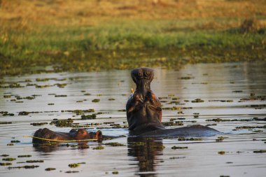 Hippopotamus, hipopotam amfibi, Ağzı açık Yetişkin, Tehdit Ekranı, Khwai Nehri, Moremi rezervi, Botswana 'da Okavango Deltası