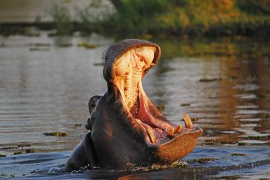 Hippopotamus, hipopotam amfibi, Ağzı açık Yetişkin, Tehdit Ekranı, Khwai Nehri, Moremi rezervi, Botswana 'da Okavango Deltası