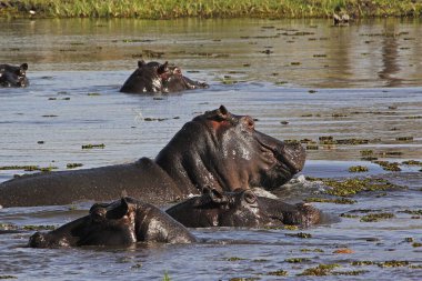 Hippopotam, hipopotam amfibi, Suda Duran Grup, Khwai Nehri, Moremi Rezervi, Botswana 'daki Okavango Deltası