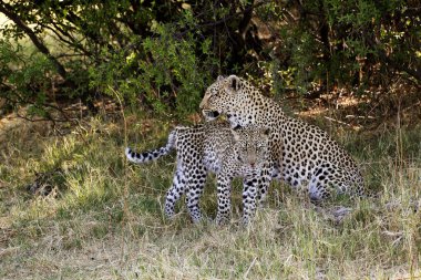 Leopar, panthera pardus, Mother and Cub, Moremi Reserve, Botswana 'da Okavango Delta