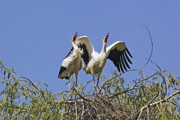 White Stork Ciconia Ciconia Pair Standing Nest Courtship Displaying Alsace — Stock Photo, Image