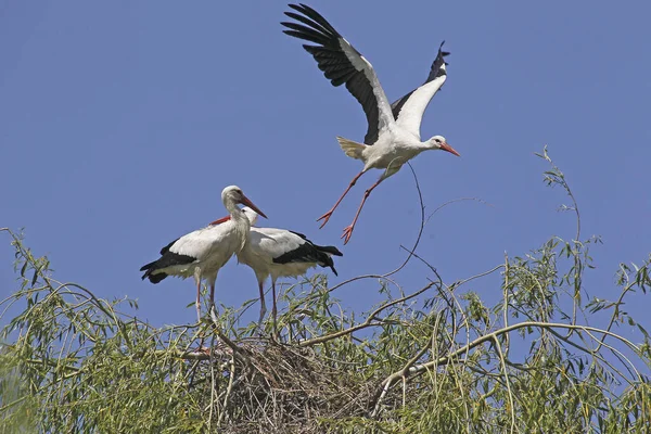 White Stork Ciconia Ciconia Pair Standing Nest Alsace France — Stock Photo, Image