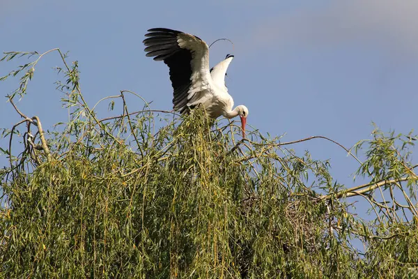 Vit Stork Ciconia Ciconia Vuxen Stående Alsace Frankrike — Stockfoto