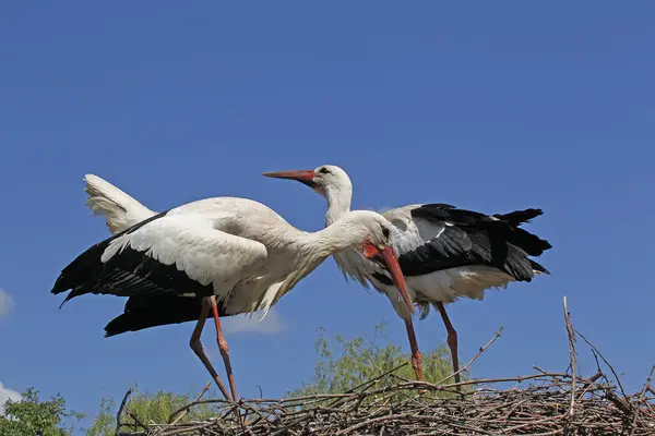 White Stork Ciconia Ciconia Pair Standing Nest Alsace France — Stock Photo, Image