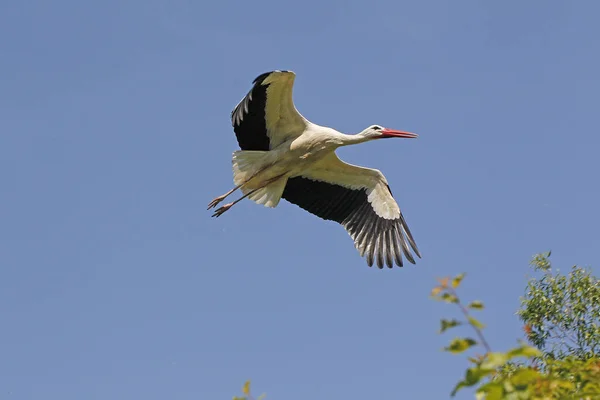 白色的Stork Ciconia Ciconia Adult Flight Alsace France — 图库照片