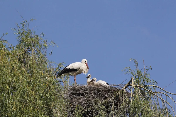Hvid Stork Ciconia Ciconia Voksen Kyllinger Stående Rede Alsace Frankrig - Stock-foto