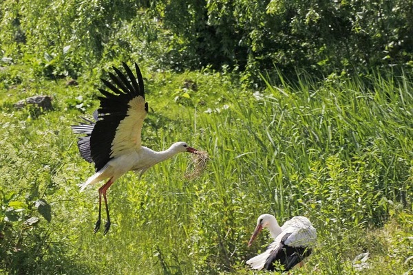 Witte Ooievaar Ciconia Ciconia Volwassene Vlucht Het Dragen Van Nestmateriaal — Stockfoto