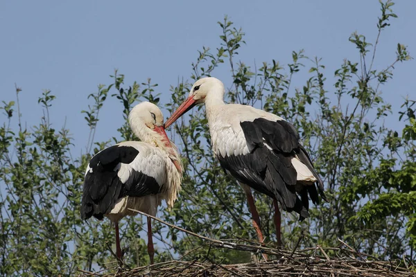 White Stork Ciconia Ciconia Pair Standing Nest Alsace Франції — стокове фото
