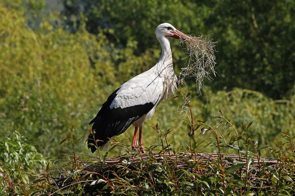 White Stork Ciconia Ciconia Adult Carrying Nesting Materiel Beak Alsace — 스톡 사진