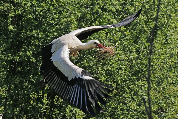 White Stork Ciconia Ciconia Adult Flight Carrying Nesting Materiel Beak — Stock fotografie