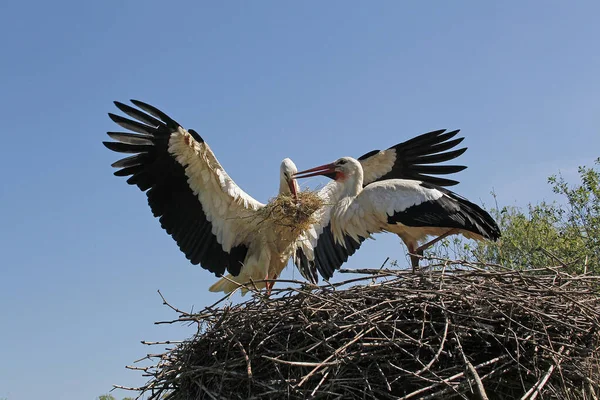 White Stork Ciconia Ciconia Ενηλίκων Στην Πτήση Μεταφέροντας Nesting Materiel — Φωτογραφία Αρχείου