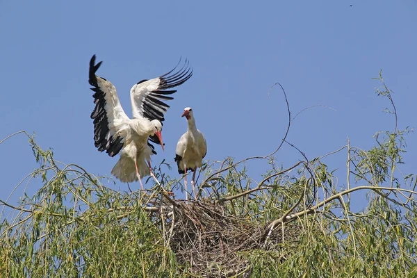 White Stork Ciconia Ciconia Ζευγάρι Στη Φωλιά Αλσατία Στη Γαλλία — Φωτογραφία Αρχείου