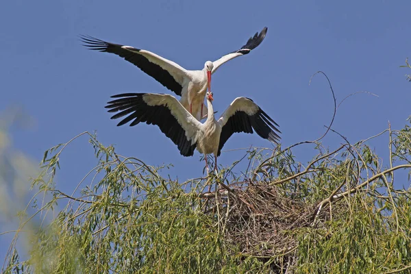 白色的Stork Ciconia Ciconia Pair Mating Alsace France — 图库照片