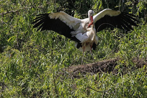 White Stork Ciconia Ciconia Pair Mating Alsace France — 스톡 사진
