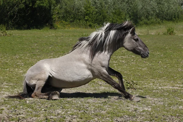 Tarpan Horse Equus Caballus Gmelini — Stockfoto