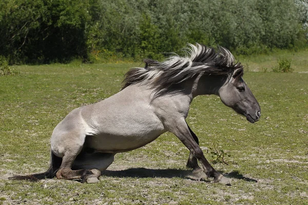 Tarpan Cavalo Equus Caballus Gmelini — Fotografia de Stock