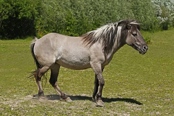 Tarpanhäst Equus Caballus Gmelini — Stockfoto